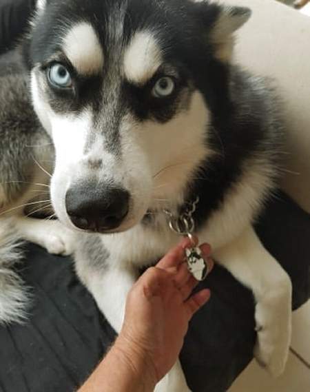 siberian-husky-xena.jpg