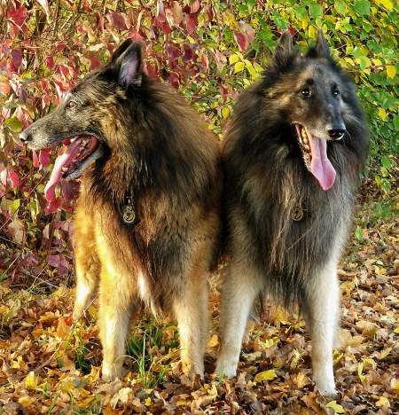 tervuren-de.jpg