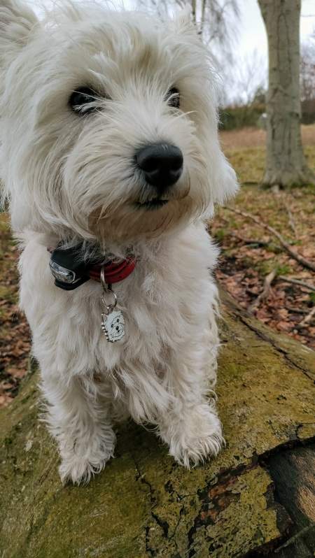 west-highland-white-terrier-dk.jpg