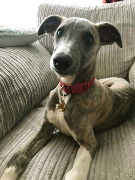 whippet-viper.jpg