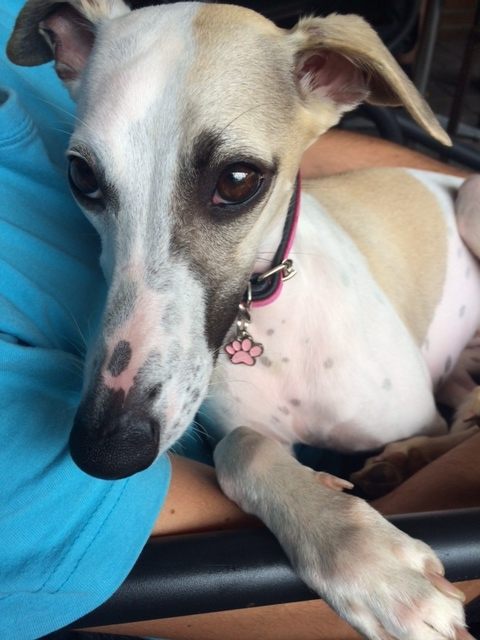 whippet_daisy.jpg
