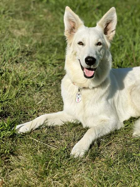 white-shepherd-fr.jpg