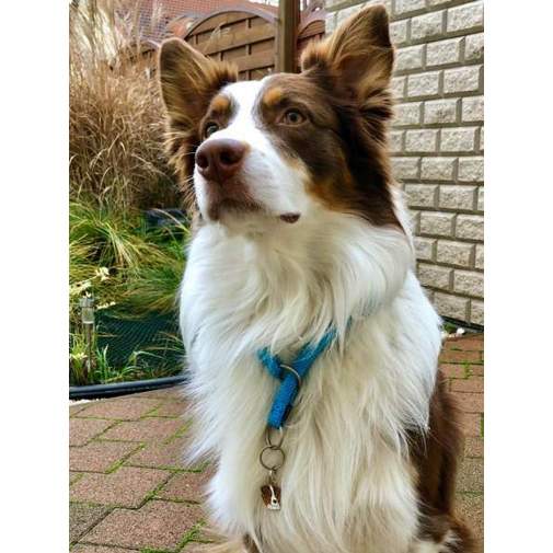 <h3>Custom personalized dog name tag Border collie brown</h3>
This unique, cute and quality dog id tag is offered with laser-engraved name and phone number or your custom text. It comes with a stainless steel split ring for easy attachment to your pet’s collar. All items are also available as keychains.
A perfect gift for dogs and dog lovers.

<strong>Color:</strong> colored/silver
<strong>Size:</strong> 25 x 32 mm (0.98 x 1.26 inch)
<strong>Engraving area:</strong> 18 x 18 mm (0.71 x 0.71 inch); recommended layout up to 4 lines, 15 characters per line.

Laser engraving on the back side is included in the price. Please enter the text you would like engraved (recommended: dog’s name and phone number). The engraving will be centered and easy to read. 
<strong>Important:</strong> If you exceed the recommended text length, the engraving will be significantly smaller and may become difficult to read. For best readability, we strongly recommend keeping the text short and clear.

Metal, chrome plated dog tag or key ring. 
Hand made, hand colored, made in Slovenia. 

In stock.

<h3>About the breed – Border collie brown</h3>
<section>
<h2>Border Collie: Breed Characteristics & Care</h2>
<p>The <strong>Border Collie</strong> is a medium-sized, extremely intelligent herding dog breed originating from the British Isles and classified in <strong>FCI Group 1 (Sheepdogs and Cattle Dogs)</strong>. Bred as a highly capable <strong>working and family dog</strong>, it is renowned for its exceptional trainability, lightning-fast responsiveness, and strong work ethic. It forms a deep bond with its owner, thrives on human interaction, and performs best in active households where it can stay mentally and physically engaged.</p>
<h3>Temperament and Family Life</h3>
<p>Border Collies are <strong>alert, focused, and highly perceptive</strong>, making them excellent watchdogs that quickly notice changes in their environment. They are generally affectionate and gentle with children, but require consistent training, early socialization, and clear structure to channel their natural herding instincts appropriately. Their energetic and sensitive nature makes them loyal companions who enjoy being involved in daily family activities.</p>
<h3>Physical Requirements & Exercise</h3>
<p>To live a healthy and balanced life, a Border Collie needs:</p>
<ul>
    <li><strong>Daily Exercise:</strong> Intense physical activity combined with mental stimulation such as training, agility, or problem-solving games.</li>
    <li><strong>Environment:</strong> An active home with plenty of space and opportunities for work or play.</li>
    <li><strong>Grooming:</strong> Regular brushing of the medium-length <strong>double coat</strong> to maintain coat health.</li>
</ul>
<p><strong>Pro Tip:</strong> A <strong>personalized engraved dog tag</strong> complements the Border Collie’s active and elegant appearance while adding a practical and stylish touch.</p>
</section>
