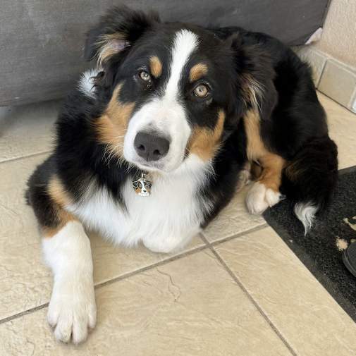 <h3>Custom personalized dog name tag Australian shepherd tricolor</h3>
This unique, cute and quality dog id tag is offered with laser-engraved name and phone number or your custom text. It comes with a stainless steel split ring for easy attachment to your pet’s collar. All items are also available as keychains.
A perfect gift for dogs and dog lovers.

<strong>Color:</strong> colored/silver
<strong>Size:</strong> 29 x 30 mm (1.14 x 1.18 inch)
<strong>Engraving area:</strong> 20 x 18 mm (0.79 x 0.71 inch); recommended layout up to 4 lines, 15 characters per line.

Laser engraving on the back side is included in the price. Please enter the text you would like engraved (recommended: dog’s name and phone number). The engraving will be centered and easy to read. 
<strong>Important:</strong> If you exceed the recommended text length, the engraving will be significantly smaller and may become difficult to read. For best readability, we strongly recommend keeping the text short and clear.

Metal, chrome plated dog tag or key ring. 
Hand made, hand colored, made in Slovenia. 

In stock.

<h3>About the breed – Australian shepherd tricolor</h3>
<section>
<h2>Australian Shepherd (Aussie): Characteristics & Care</h2>
<p>The <strong>Australian Shepherd</strong> (Aussie) is a medium-sized, highly intelligent and energetic dog breed that was developed in the United States despite its name. It belongs to the <strong>FCI Group 1 (Sheepdogs and Cattle Dogs)</strong>. Known for its striking coat patterns, often with merle coloring, and expressive eyes, it was bred as a <strong>working and herding dog</strong>.</p>
<h3>Temperament and Family Life</h3>
<p>Australian Shepherds are extremely loyal, affectionate with their families, and excellent with children when properly socialized. They are <strong>alert, attentive, and protective</strong>, making them reliable watchdogs, while remaining friendly and devoted. Their high intelligence and eagerness to please make them highly trainable, though they require consistent mental stimulation.</p>
<h3>Physical Requirements & Exercise</h3>
<p>To live a healthy and fulfilled life, an Australian Shepherd needs:</p>
<ul>
<li><strong>Daily Exercise:</strong> Intensive physical activity, long walks, running, and challenging tasks.</li>
<li><strong>Environment:</strong> An active home with space and opportunities for work or play.</li>
<li><strong>Grooming:</strong> Regular brushing of the medium-length <strong>double coat</strong> to maintain its condition.</li>
</ul>
<p><strong>Pro Tip:</strong> A personalized engraved dog tag enhances the Aussie’s distinctive look while providing a practical and stylish form of identification.</p>
</section>
