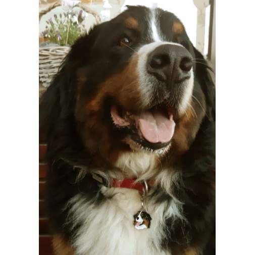 <h3>Custom personalized dog name tag Bernese mountain dog</h3>
This unique, cute and quality dog id tag is offered with laser-engraved name and phone number or your custom text. It comes with a stainless steel split ring for easy attachment to your pet’s collar. All items are also available as keychains.
A perfect gift for dogs and dog lovers.

<strong>Color:</strong> colored/silver
<strong>Size:</strong> 33 x 32 mm (1.30 x 1.26 inch)
<strong>Engraving area:</strong> 25 x 20 mm (0.98 x 0.79 inch); recommended layout up to 4 lines, 15 characters per line.

Laser engraving on the back side is included in the price. Please enter the text you would like engraved (recommended: dog’s name and phone number). The engraving will be centered and easy to read. 
<strong>Important:</strong> If you exceed the recommended text length, the engraving will be significantly smaller and may become difficult to read. For best readability, we strongly recommend keeping the text short and clear.

Metal, chrome plated dog tag or key ring. 
Hand made, hand colored, made in Slovenia. 

In stock.

<h3>About the breed – Bernese mountain dog</h3>
<section>
<h2>Bernese Mountain Dog: Characteristics & Care</h2>
<p>The <strong>Bernese Mountain Dog</strong> is a large, calm, and affectionate breed originating from Switzerland. It belongs to the <strong>FCI Group 2 (Pinscher and Schnauzer, Molossoid breeds, and Swiss Mountain Dogs)</strong>. Bred as a <strong>working and family dog</strong>, it is known for its long, dense tricolor coat, strong build, and friendly expression.</p>
<h3>Temperament and Family Life</h3>
<p>Bernese Mountain Dogs are extremely gentle, loyal, and excellent with children, making them ideal family companions. They are <strong>alert, intelligent, and calm</strong>, which means they can also serve as good watchdogs while remaining friendly and stable. Their calm and social nature suits families looking for a reliable and loving companion.</p>
<h3>Physical Requirements & Exercise</h3>
<p>To live a healthy and happy life, a Bernese Mountain Dog needs:</p>
<ul>
    <li><strong>Daily Exercise:</strong> Moderate to regular activity, longer walks, and playtime.</li>
    <li><strong>Environment:</strong> A spacious environment and close connection with family.</li>
    <li><strong>Grooming:</strong> Regular brushing of the thick, long <strong>double coat</strong>.</li>
</ul>
<p><strong>Pro Tip:</strong> A <strong>personalized engraved dog tag</strong> beautifully complements the dignified and elegant appearance of your Bernese Mountain Dog while serving as a practical and stylish accessory.</p>
</section>
