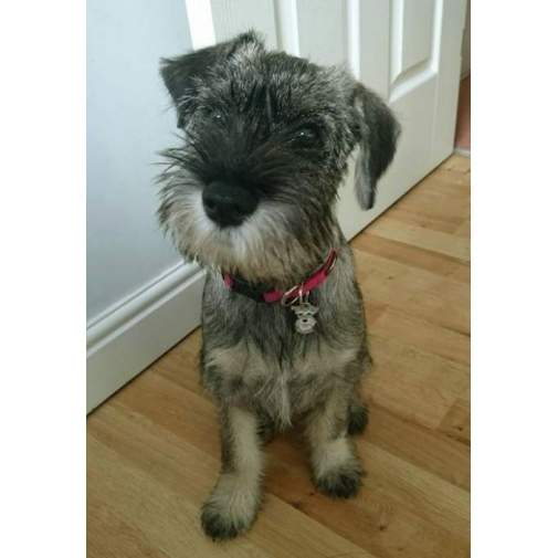 <h3>Custom personalized dog name tag Schnauzer pepper salt</h3>
This unique, cute and quality dog id tag is offered with laser-engraved name and phone number or your custom text. It comes with a stainless steel split ring for easy attachment to your pet’s collar. All items are also available as keychains.
A perfect gift for dogs and dog lovers.

<strong>Color:</strong> colored/silver
<strong>Size:</strong> 24 x 33 mm (0.94 x 1.30 inch)
<strong>Engraving area:</strong> 20 x 11 mm (0.79 x 0.43 inch); recommended layout up to 4 lines, 15 characters per line.

Laser engraving on the back side is included in the price. Please enter the text you would like engraved (recommended: dog’s name and phone number). The engraving will be centered and easy to read. 
<strong>Important:</strong> If you exceed the recommended text length, the engraving will be significantly smaller and may become difficult to read. For best readability, we strongly recommend keeping the text short and clear.

Metal, chrome plated dog tag or key ring. 
Hand made, hand colored, made in Slovenia. 

In stock.

<h3>About the breed – Schnauzer pepper salt</h3>
<section>
<h2>Schnauzer: Characteristics & Care</h2>
<p><strong>Schnauzer</strong> is a versatile, intelligent, and lively dog breed originating from Germany. It comes in three sizes—Miniature, Standard, and Giant—and belongs to the <strong>FCI Group 2 (Pinschers, Schnauzers, Molossoid and Swiss Mountain Dogs)</strong>. Originally bred as a <strong>working and watchdog breed</strong>, it is recognizable for its wiry coat, distinctive beard, and expressive eyebrows.</p>
<h3>Temperament and Family Life</h3>
<p>Schnauzers are loyal, brave, and strongly attached to their families, making them excellent family dogs that get along well with children. They are <strong>alert, protective, and intelligent</strong>, which makes them reliable watchdogs while still being playful and sociable. Their energetic and confident nature requires consistent training and sufficient mental stimulation.</p>
<h3>Physical Requirements & Exercise</h3>
<p>To live a healthy and happy life, a Schnauzer needs:</p>
<ul>
    <li><strong>Daily Exercise:</strong> Regular walks, active play, and mental challenges.</li>
    <li><strong>Environment:</strong> Adaptable to apartment or house living with enough activity.</li>
    <li><strong>Grooming:</strong> Regular brushing and trimming of the characteristic <strong>wiry coat</strong>.</li>
</ul>
<p><strong>Pro Tip:</strong> A personalized engraved dog tag is an elegant accessory that highlights the Schnauzer’s distinctive look while also ensuring its safety.</p>
</section>

