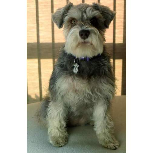 <h3>Custom personalized dog name tag Schnauzer pepper salt</h3>
This unique, cute and quality dog id tag is offered with laser-engraved name and phone number or your custom text. It comes with a stainless steel split ring for easy attachment to your pet’s collar. All items are also available as keychains.
A perfect gift for dogs and dog lovers.

<strong>Color:</strong> colored/silver
<strong>Size:</strong> 24 x 33 mm (0.94 x 1.30 inch)
<strong>Engraving area:</strong> 20 x 11 mm (0.79 x 0.43 inch); recommended layout up to 4 lines, 15 characters per line.

Laser engraving on the back side is included in the price. Please enter the text you would like engraved (recommended: dog’s name and phone number). The engraving will be centered and easy to read. 
<strong>Important:</strong> If you exceed the recommended text length, the engraving will be significantly smaller and may become difficult to read. For best readability, we strongly recommend keeping the text short and clear.

Metal, chrome plated dog tag or key ring. 
Hand made, hand colored, made in Slovenia. 

In stock.

<h3>About the breed – Schnauzer pepper salt</h3>
<section>
<h2>Schnauzer: Characteristics & Care</h2>
<p><strong>Schnauzer</strong> is a versatile, intelligent, and lively dog breed originating from Germany. It comes in three sizes—Miniature, Standard, and Giant—and belongs to the <strong>FCI Group 2 (Pinschers, Schnauzers, Molossoid and Swiss Mountain Dogs)</strong>. Originally bred as a <strong>working and watchdog breed</strong>, it is recognizable for its wiry coat, distinctive beard, and expressive eyebrows.</p>
<h3>Temperament and Family Life</h3>
<p>Schnauzers are loyal, brave, and strongly attached to their families, making them excellent family dogs that get along well with children. They are <strong>alert, protective, and intelligent</strong>, which makes them reliable watchdogs while still being playful and sociable. Their energetic and confident nature requires consistent training and sufficient mental stimulation.</p>
<h3>Physical Requirements & Exercise</h3>
<p>To live a healthy and happy life, a Schnauzer needs:</p>
<ul>
    <li><strong>Daily Exercise:</strong> Regular walks, active play, and mental challenges.</li>
    <li><strong>Environment:</strong> Adaptable to apartment or house living with enough activity.</li>
    <li><strong>Grooming:</strong> Regular brushing and trimming of the characteristic <strong>wiry coat</strong>.</li>
</ul>
<p><strong>Pro Tip:</strong> A personalized engraved dog tag is an elegant accessory that highlights the Schnauzer’s distinctive look while also ensuring its safety.</p>
</section>
