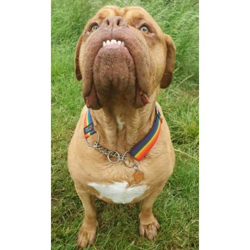<h3>Custom personalized dog name tag Dogue de bordeaux</h3>
This unique, cute and quality dog id tag is offered with laser-engraved name and phone number or your custom text. It comes with a stainless steel split ring for easy attachment to your pet’s collar. All items are also available as keychains.
A perfect gift for dogs and dog lovers.

<strong>Color:</strong> colored/silver
<strong>Size:</strong> 29 x 34 mm (1.14 x 1.34 inch)
<strong>Engraving area:</strong> 20 x 20 mm (0.79 x 0.79 inch); recommended layout up to 4 lines, 15 characters per line.

Laser engraving on the back side is included in the price. Please enter the text you would like engraved (recommended: dog’s name and phone number). The engraving will be centered and easy to read. 
<strong>Important:</strong> If you exceed the recommended text length, the engraving will be significantly smaller and may become difficult to read. For best readability, we strongly recommend keeping the text short and clear.

Metal, chrome plated dog tag or key ring. 
Hand made, hand colored, made in Slovenia. 

In stock.

<h3>About the breed – Dogue de bordeaux</h3>
<section>
<h2>Dogue de Bordeaux: Characteristics & Care</h2>
<p>The <strong>Dogue de Bordeaux</strong> is a large, powerful, and loyal dog breed originating from France. It belongs to the <strong>FCI Group 2 (Pinschers, Schnauzers, Molossoid and Swiss Mountain Dogs)</strong>. Bred as a <strong>guard and family dog</strong>, it is known for its massive build, short coat, and distinctive serious expression.</p>
<h3>Temperament and Family Life</h3>
<p>Dogue de Bordeaux dogs are extremely loyal and protective, strongly attached to their family and surprisingly gentle with children. They are <strong>calm, confident, and alert</strong>, making them excellent watchdogs while remaining loving and composed at home. Their balanced nature requires consistent but gentle training and early socialization.</p>
<h3>Physical Requirements & Exercise</h3>
<p>To live a healthy and happy life, a Dogue de Bordeaux needs:</p>
<ul>
    <li><strong>Daily Exercise:</strong> Moderate walks and calm activity without excessive strain.</li>
    <li><strong>Environment:</strong> A spacious home with close family contact and enough room to move.</li>
    <li><strong>Grooming:</strong> Regular cleaning of the short <strong>smooth coat</strong> and skin folds.</li>
</ul>
<p><strong>Pro Tip:</strong> A <strong>personalized engraved dog tag</strong> highlights the powerful and noble appearance of your Dogue de Bordeaux while serving as a stylish and practical accessory.</p>
</section>
