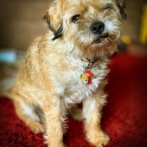<h3>Custom personalized dog name tag Border terrier</h3>
This unique, cute and quality dog id tag is offered with laser-engraved name and phone number or your custom text. It comes with a stainless steel split ring for easy attachment to your pet’s collar. All items are also available as keychains.
A perfect gift for dogs and dog lovers.

<strong>Color:</strong> colored/silver
<strong>Size:</strong> 26 x 32 mm (1.02 x 1.26 inch)
<strong>Engraving area:</strong> 18 x 18 mm (0.71 x 0.71 inch); recommended layout up to 4 lines, 15 characters per line.

Laser engraving on the back side is included in the price. Please enter the text you would like engraved (recommended: dog’s name and phone number). The engraving will be centered and easy to read. 
<strong>Important:</strong> If you exceed the recommended text length, the engraving will be significantly smaller and may become difficult to read. For best readability, we strongly recommend keeping the text short and clear.

Metal, chrome plated dog tag or key ring. 
Hand made, hand colored, made in Slovenia. 

In stock.

<h3>About the breed – Border terrier</h3>
<section>
<h2>Border Terrier: Breed Characteristics & Care</h2>
<p><strong>Border Terrier</strong> (also known as Border Terrier dog) is a small, hardy, and highly energetic dog breed originating from the border region between England and Scotland. It belongs to the <strong>FCI Group 3 (Terriers)</strong>. Originally bred as a <strong>hunting dog</strong> for tracking foxes, it is known for its persistence, speed, and exceptional adaptability in challenging conditions.</p>
<h3>Temperament and Family Life</h3>
<p>Border Terriers are affectionate family dogs, very good with children and strongly attached to their owners. They are <strong>alert, brave, and intelligent</strong>, which makes them reliable little watchdogs while remaining friendly and sociable. Their playful and lively nature makes them excellent companions for active individuals and families.</p>
<h3>Physical Requirements & Exercise</h3>
<p>To live a healthy and happy life, a Border Terrier needs:</p>
<ul>
    <li><strong>Daily Exercise:</strong> Plenty of activity, play, and exploration.</li>
    <li><strong>Environment:</strong> Thrives in an active home with enough stimulation.</li>
    <li><strong>Grooming:</strong> Regular care of its characteristic <strong>wiry coat</strong>.</li>
</ul>
<p><strong>Pro Tip:</strong> A <strong>personalized engraved dog tag</strong> beautifully highlights the unique and lively personality of your Border Terrier while serving as a stylish and practical accessory.</p>
</section>
