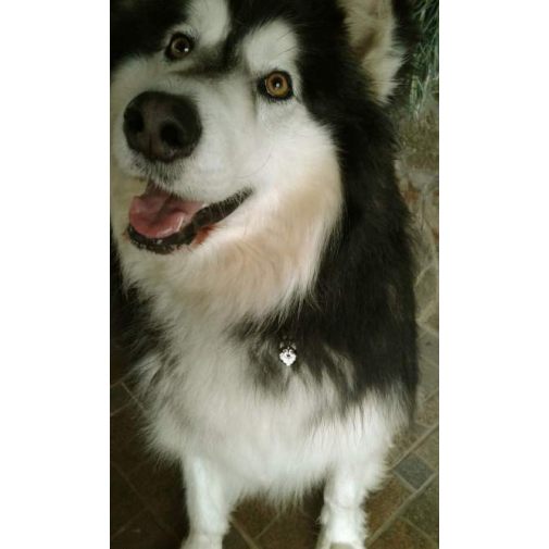 <h3>Custom personalized dog name tag Alaskan malamute black and white</h3>
This unique, cute and quality dog id tag is offered with laser-engraved name and phone number or your custom text. It comes with a stainless steel split ring for easy attachment to your pet’s collar. All items are also available as keychains.
A perfect gift for dogs and dog lovers.

<strong>Color:</strong> colored/silver
<strong>Size:</strong> 26 x 35 mm (1.02 x 1.38 inch)
<strong>Engraving area:</strong> 22 x 23 mm (0.87 x 0.91 inch); recommended layout up to 4 lines, 15 characters per line.

Laser engraving on the back side is included in the price. Please enter the text you would like engraved (recommended: dog’s name and phone number). The engraving will be centered and easy to read. 
<strong>Important:</strong> If you exceed the recommended text length, the engraving will be significantly smaller and may become difficult to read. For best readability, we strongly recommend keeping the text short and clear.

Metal, chrome plated dog tag or key ring. 
Hand made, hand colored, made in Slovenia. 

In stock.

<h3>About the breed – Alaskan malamute black and white</h3>
<section>
<h2>Alaskan Malamute Breed Profile: Characteristics & Care</h2>
<p>The <strong>Alaskan Malamute</strong> (also known as Alaskan Malamute dog) is a powerful, loyal, and impressive Arctic breed known for its strength and endurance. It belongs to the <strong>FCI Group 5 (Spitz and Primitive Types)</strong> and was originally bred as a <strong>sled dog</strong> capable of hauling heavy loads across long distances in extreme conditions. This breed stands out with its wolf-like appearance, thick double coat, and dignified posture, making it both functional and visually striking. Despite its working background, it is also a devoted companion that forms strong bonds with its family.</p>
<h3>Temperament and Family Life</h3>
<p>Alaskan Malamutes are affectionate, social, and dependable family dogs that generally get along well with children when properly trained and socialized. They are not typical watchdogs, but their <strong>alert and confident nature</strong> gives them a naturally impressive presence. Their strong <strong>pack instinct</strong> means they thrive in structured households where leadership is clear and consistent. They are playful yet persistent, making them ideal for active families who enjoy outdoor activities and challenges.</p>
<h3>Physical Requirements & Exercise</h3>
<p>To keep an Alaskan Malamute healthy and happy, owners must meet several important needs:</p>
<ul>
    <li><strong>Daily Exercise:</strong> Requires long walks, running, or pulling activities to satisfy its high energy and working drive.</li>
    <li><strong>Space:</strong> Needs a spacious environment, ideally with a secure yard to explore and move freely.</li>
    <li><strong>Grooming:</strong> Regular brushing is essential to maintain the dense <strong>double coat</strong> and manage seasonal shedding.</li>
</ul>
<p><strong>Pro Tip:</strong> A <strong>personalized engraved dog tag</strong> is a perfect way to complement the Malamute’s majestic look while adding a practical and stylish piece of dog jewelry for everyday safety.</p>
</section>
