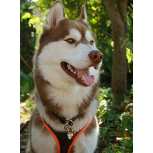 <h3>Custom personalized dog name tag Siberian husky brown</h3>
This unique, cute and quality dog id tag is offered with laser-engraved name and phone number or your custom text. It comes with a stainless steel split ring for easy attachment to your pet’s collar. All items are also available as keychains.
A perfect gift for dogs and dog lovers.

<strong>Color:</strong> colored/silver
<strong>Size:</strong> 26 x 36 mm (1.02 x 1.42 inch)
<strong>Engraving area:</strong> 18 x 22 mm (0.71 x 0.87 inch); recommended layout up to 4 lines, 15 characters per line.

Laser engraving on the back side is included in the price. Please enter the text you would like engraved (recommended: dog’s name and phone number). The engraving will be centered and easy to read. 
<strong>Important:</strong> If you exceed the recommended text length, the engraving will be significantly smaller and may become difficult to read. For best readability, we strongly recommend keeping the text short and clear.

Metal, chrome plated dog tag or key ring. 
Hand made, hand colored, made in Slovenia. 

In stock.

<h3>About the breed – Siberian husky brown</h3>
<section>
<h2>Siberian Husky: Characteristics & Care</h2>
<p>The <strong>Siberian Husky</strong> is a medium-sized, resilient, and energetic dog breed originating from northeastern Asia. It belongs to the <strong>FCI Group 5 (Spitz and Primitive Types)</strong>. It was bred as a <strong>sled dog</strong>, known for its exceptional endurance, speed, and ability to work in harsh weather conditions.</p>
<h3>Temperament and Family Life</h3>
<p>Siberian Huskies are friendly, social, and very attached to people, making them excellent family dogs and great with children. They are <strong>alert, intelligent, and playful</strong>, but not typical watchdogs as they are often friendly toward strangers. Their energetic and independent nature requires consistent training and an active lifestyle.</p>
<h3>Physical Requirements & Exercise</h3>
<p>To live a healthy and happy life, a Siberian Husky needs:</p>
<ul>
    <li><strong>Daily Exercise:</strong> Plenty of running, activity, and mental stimulation.</li>
    <li><strong>Environment:</strong> Space to move and a cooler climate that suits them.</li>
    <li><strong>Grooming:</strong> Regular brushing of the thick <strong>double coat</strong>, especially during shedding.</li>
</ul>
<p><strong>Pro Tip:</strong> A <strong>personalized engraved dog tag</strong> beautifully highlights the sporty and elegant appearance of your Siberian Husky while serving as a practical and stylish accessory.</p>
</section>
