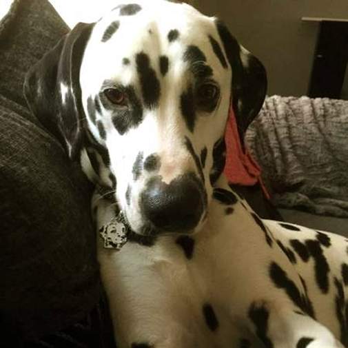 <h3>Custom personalized dog name tag Dalmatian</h3>
This unique, cute and quality dog id tag is offered with laser-engraved name and phone number or your custom text. It comes with a stainless steel split ring for easy attachment to your pet’s collar. All items are also available as keychains.
A perfect gift for dogs and dog lovers.

<strong>Color:</strong> colored/silver
<strong>Size:</strong> 29 x 33 mm (1.14 x 1.30 inch)
<strong>Engraving area:</strong> 20 x 18 mm (0.79 x 0.71 inch); recommended layout up to 4 lines, 15 characters per line.

Laser engraving on the back side is included in the price. Please enter the text you would like engraved (recommended: dog’s name and phone number). The engraving will be centered and easy to read. 
<strong>Important:</strong> If you exceed the recommended text length, the engraving will be significantly smaller and may become difficult to read. For best readability, we strongly recommend keeping the text short and clear.

Metal, chrome plated dog tag or key ring. 
Hand made, hand colored, made in Slovenia. 

In stock.

<h3>About the breed – Dalmatian</h3>
<section>
<h2>Dalmatian Dog Breed Profile: Characteristics & Care</h2>
<p>The <strong>Dalmatian</strong> (also known as Dalmatian dog) is an elegant, energetic, and instantly recognizable breed famous for its unique black or liver-spotted coat. It belongs to the <strong>FCI Group 6 (Scenthounds and Related Breeds)</strong>. Originally bred as a <strong>carriage dog</strong>, it accompanied horses and guarded coaches, showcasing endurance, speed, and alertness. One of its most distinctive traits is its striking spotted pattern, making every Dalmatian truly unique.</p>
<h3>Temperament and Family Life</h3>
<p>Dalmatians are affectionate and loyal family dogs that are generally good with children and thrive in active households. They are <strong>alert, protective, and attentive</strong>, which makes them reliable watchdogs while still being friendly companions. Their high intelligence and playful nature require regular engagement and social interaction. Energetic and persistent, they bring excitement and charm to any family environment.</p>
<h3>Physical Requirements & Exercise</h3>
<p>To keep a Dalmatian healthy and happy, owners should provide:</p>
<ul>
    <li><strong>Daily Exercise:</strong> Plenty of running, walks, and active play sessions.</li>
    <li><strong>Space:</strong> A spacious environment suited for their high energy levels.</li>
    <li><strong>Grooming:</strong> Regular brushing to manage their short coat and shedding.</li>
</ul>
<p><strong>Pro Tip:</strong> A <strong>personalized engraved dog tag</strong> is a stylish and practical accessory that complements the Dalmatian’s iconic look while ensuring safety during everyday adventures.</p>
</section>
