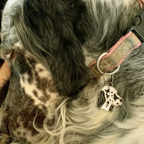 <h3>Custom personalized dog name tag English setter blue belton</h3>
This unique, cute and quality dog id tag is offered with laser-engraved name and phone number or your custom text. It comes with a stainless steel split ring for easy attachment to your pet’s collar. All items are also available as keychains.
A perfect gift for dogs and dog lovers.

<strong>Color:</strong> colored/silver
<strong>Size:</strong> 31 x 35 mm (1.22 x 1.38 inch)
<strong>Engraving area:</strong> 20 x 12 mm (0.79 x 0.47 inch); recommended layout up to 4 lines, 15 characters per line.

Laser engraving on the back side is included in the price. Please enter the text you would like engraved (recommended: dog’s name and phone number). The engraving will be centered and easy to read. 
<strong>Important:</strong> If you exceed the recommended text length, the engraving will be significantly smaller and may become difficult to read. For best readability, we strongly recommend keeping the text short and clear.

Metal, chrome plated dog tag or key ring. 
Hand made, hand colored, made in Slovenia. 

In stock.

<h3>About the breed – English setter blue belton</h3>
<section>
<h2>English Setter: Characteristics & Care</h2>
<p><strong>The English Setter</strong> (English Setter) is an elegant, medium-sized hunting dog originating from the United Kingdom. It belongs to the <strong>FCI Group 7 (Pointing Dogs)</strong> and was bred for locating and pointing game. It is recognizable for its <strong>long, silky and slightly wavy coat</strong> and the distinctive speckled pattern known as “belton”.</p>
<h3>Temperament and Family Life</h3>
<p>English Setters are <strong>friendly, affectionate and sociable dogs</strong> that get along very well with children and other animals. They are <strong>alert, gentle and intelligent</strong>, but usually not aggressive, making them more alert companions than true watchdogs. Their playful and sensitive nature requires plenty of companionship and a positive training approach.</p>
<h3>Physical Requirements & Exercise</h3>
<p>To live a healthy and happy life, an English Setter needs:</p>
<ul>
    <li><strong>Daily Exercise:</strong> Plenty of running, walks, and outdoor activities.</li>
    <li><strong>Environment:</strong> Space to move and an active lifestyle.</li>
    <li><strong>Grooming:</strong> Regular brushing of the long, silky coat and ear care.</li>
</ul>
<p><strong>Pro Tip:</strong> A personalized engraved dog tag complements the elegant appearance of your English Setter while serving as a practical and stylish accessory.</p>
</section>

