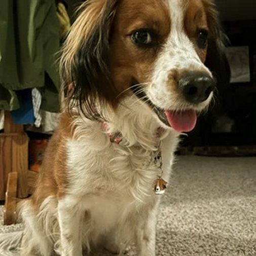 <h3>Custom personalized dog name tag Kooikerhondje</h3>
This unique, cute and quality dog id tag is offered with laser-engraved name and phone number or your custom text. It comes with a stainless steel split ring for easy attachment to your pet’s collar. All items are also available as keychains.
A perfect gift for dogs and dog lovers.

<strong>Color:</strong> colored/silver
<strong>Size:</strong> 30 x 29 mm (1.18 x 1.14 inch)
<strong>Engraving area:</strong> 19 x 16 mm (0.75 x 0.63 inch); recommended layout up to 4 lines, 15 characters per line.

Laser engraving on the back side is included in the price. Please enter the text you would like engraved (recommended: dog’s name and phone number). The engraving will be centered and easy to read. 
<strong>Important:</strong> If you exceed the recommended text length, the engraving will be significantly smaller and may become difficult to read. For best readability, we strongly recommend keeping the text short and clear.

Metal, chrome plated dog tag or key ring. 
Hand made, hand colored, made in Slovenia. 

In stock.

<h3>About the breed – Kooikerhondje</h3>
<section>
<h2>Kooikerhondje: Characteristics & Care</h2>
<p>The <strong>Kooikerhondje</strong> is a medium-sized, lively, and affectionate dog breed originating from the Netherlands. It belongs to the <strong>FCI Group 8 (Retrievers, Flushing Dogs and Water Dogs)</strong>. Bred as a <strong>hunting and family companion</strong>, it is known for its silky, medium-length coat with distinctive orange and white markings and elegant appearance.</p>
<h3>Temperament and Family Life</h3>
<p>The Kooikerhondje is loyal, friendly, and strongly attached to its family, getting along well with children and enjoying daily activities. It is <strong>alert, intelligent, and trainable</strong>, which also makes it a reliable watchdog, while remaining friendly toward familiar people. Its playful and sensitive nature requires a gentle training approach and proper socialization.</p>
<h3>Physical Requirements & Exercise</h3>
<p>To live a healthy and balanced life, a Kooikerhondje needs:</p>
<ul>
    <li><strong>Daily Exercise:</strong> Regular walks, playtime, and mental stimulation.</li>
    <li><strong>Environment:</strong> An active family environment with plenty of attention.</li>
    <li><strong>Grooming:</strong> Occasional brushing of the medium-length, slightly wavy <strong>double coat</strong>.</li>
</ul>
<p><strong>Pro Tip:</strong> A <strong>personalized engraved dog tag</strong> complements the elegant look of your Kooikerhondje and serves as a practical and stylish accessory.</p>
</section>
