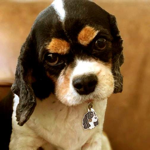 <h3>Custom personalized dog name tag Cavalier king charles spaniel tricolor</h3>
This unique, cute and quality dog id tag is offered with laser-engraved name and phone number or your custom text. It comes with a stainless steel split ring for easy attachment to your pet’s collar. All items are also available as keychains.
A perfect gift for dogs and dog lovers.

<strong>Color:</strong> colored/silver
<strong>Size:</strong> 24 x 33 mm (0.94 x 1.30 inch)
<strong>Engraving area:</strong> 18 x 17 mm (0.71 x 0.67 inch); recommended layout up to 4 lines, 15 characters per line.

Laser engraving on the back side is included in the price. Please enter the text you would like engraved (recommended: dog’s name and phone number). The engraving will be centered and easy to read. 
<strong>Important:</strong> If you exceed the recommended text length, the engraving will be significantly smaller and may become difficult to read. For best readability, we strongly recommend keeping the text short and clear.

Metal, chrome plated dog tag or key ring. 
Hand made, hand colored, made in Slovenia. 

In stock.

<h3>About the breed – Cavalier king charles spaniel tricolor</h3>
<section>
<h2>Cavalier King Charles Spaniel: Characteristics & Care</h2>
<p>The <strong>Cavalier King Charles Spaniel</strong> is a small, elegant, and affectionate dog breed originating from Great Britain. It belongs to the <strong>FCI Group 9 (Companion and Toy Dogs)</strong>. Bred as a <strong>family companion</strong> and a favorite of nobility, it is known for its gentle expression, long ears, and silky, slightly wavy coat.</p>
<h3>Temperament and Family Life</h3>
<p>Cavaliers are extremely loving family dogs, excellent with children and strongly attached to their owners. They are <strong>alert, social, and intelligent</strong>, which allows them to act as gentle little watchdogs while remaining friendly toward strangers. Their calm, playful, and adaptable nature makes them ideal for both active families and quieter lifestyles.</p>
<h3>Physical Requirements & Exercise</h3>
<p>To live a healthy and happy life, a Cavalier King Charles Spaniel needs:</p>
<ul>
    <li><strong>Daily Exercise:</strong> Moderate activity, playtime, and regular walks.</li>
    <li><strong>Environment:</strong> A warm home and constant closeness to family.</li>
    <li><strong>Grooming:</strong> Regular brushing of the long, silky <strong>coat</strong> and ear care.</li>
</ul>
<p><strong>Pro Tip:</strong> A <strong>personalized engraved dog tag</strong> beautifully highlights the refined and charming appearance of your Cavalier while serving as a stylish and practical accessory.</p>
</section>
