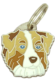 Australian shepherd red merle