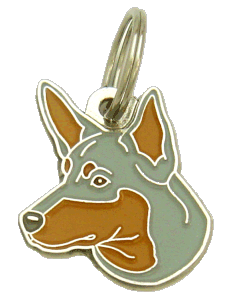 Australian kelpie blue & tan