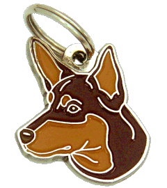 Australian kelpie red and tan