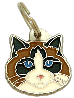 Ragdoll cat tricolor