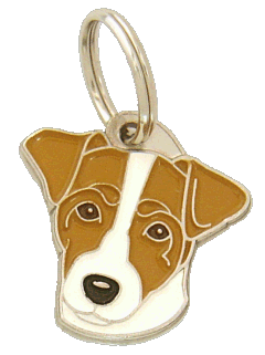 Russell terrier white and brown