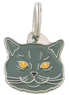 British shorthair