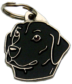 Labrador retriever black