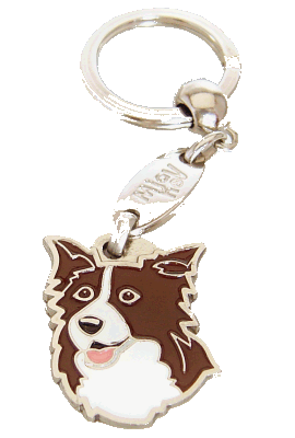 Border collie brown 