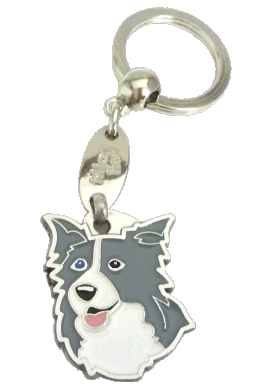 Border collie blue odd eyed