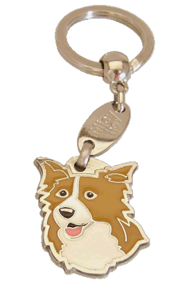 Border collie orange