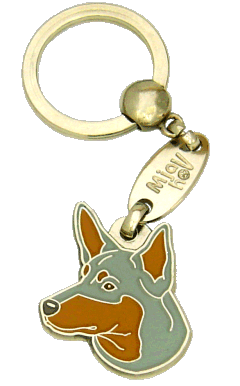 Australian kelpie blue & tan