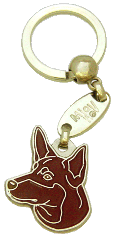 Australian kelpie red