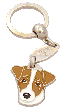 Russell terrier white and brown