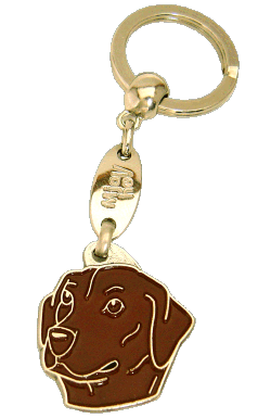 Labrador retriever brown