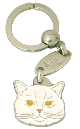 British shorthair white